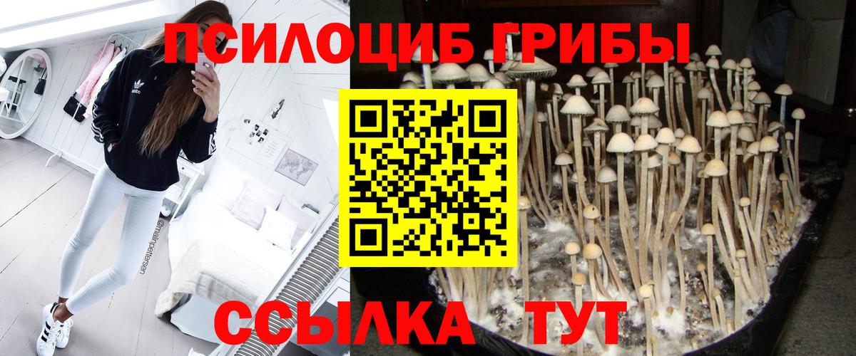 Гай  Псилоцибиновые грибы Psilocybine cubensis  Вход с VPN 